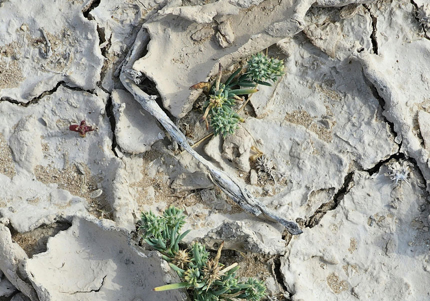 Salt-affected soil